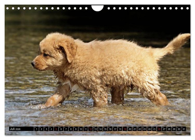 Produktbild: Nova Scotia Duck Tolling Retriever (Wandkalender 2026 DIN A4 quer), CALVENDO Monatskalender