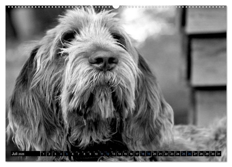 Produktbild: Carissimo Spinone Italiano (hochwertiger Premium Wandkalender 2026 DIN A2 quer), Kunstdruck in Hochglanz