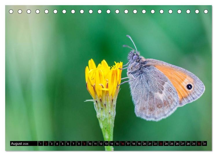 Produktbild: Kleine Wesen &ndash; Makroaufnahmen von einheimischen Insekten (Tischkalender 2026 DIN A5 quer), CALVENDO Monatskalender