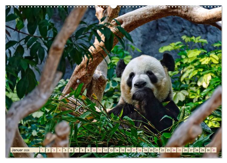 Produktbild: Niedlicher Panda (hochwertiger Premium Wandkalender 2026 DIN A2 quer), Kunstdruck in Hochglanz
