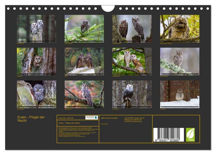 Produktbild: Eulen - Fl&uuml;gel der Nacht (Wandkalender 2026 DIN A4 quer), CALVENDO Monatskalender