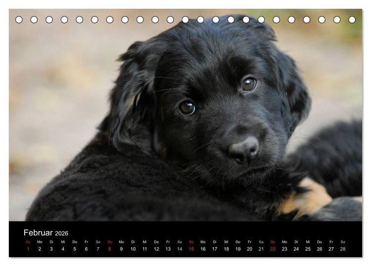 Produktbild: Welpen 2026 (Tischkalender 2026 DIN A5 quer), CALVENDO Monatskalender