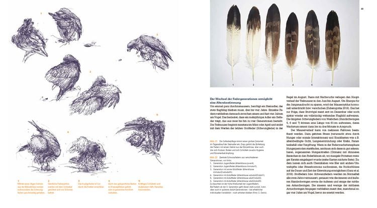 Produktbild: Der Steinadler