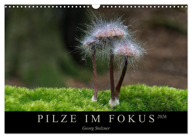 Produktbild: PILZE IM FOKUS 2026 (Wandkalender 2026 DIN A3 quer), CALVENDO Monatskalender