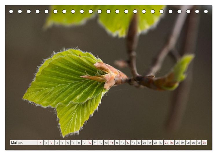 Produktbild: Feine Formen der Natur (Tischkalender 2026 DIN A5 quer), CALVENDO Monatskalender