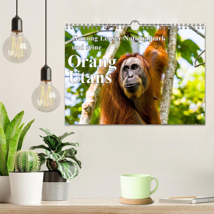 Produktbild: Gunung Leuser Nationalpark und seine Orang Utans (Wandkalender 2026 DIN A4 quer), CALVENDO Monatskalender