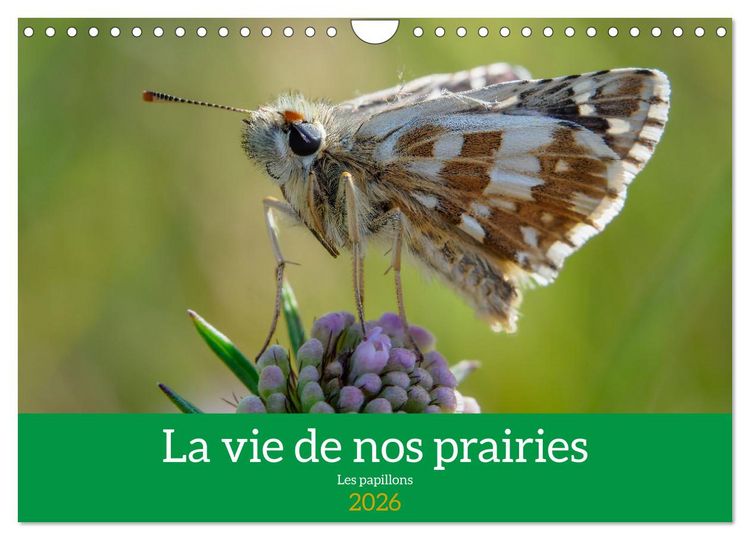 Produktbild: La vie de nos prairie, les papillons (Calendrier mural 2026 DIN A4 vertical), CALVENDO calendrier mensuel