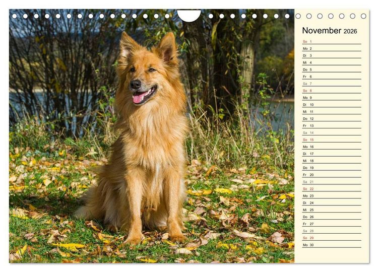 Produktbild: Altdeutsche H&uuml;tehunde - Fast vergessen (Wandkalender 2026 DIN A4 quer), CALVENDO Monatskalender