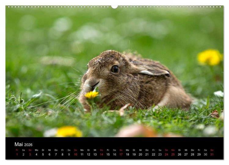 Produktbild: Wilde Heimat (hochwertiger Premium Wandkalender 2026 DIN A2 quer), Kunstdruck in Hochglanz