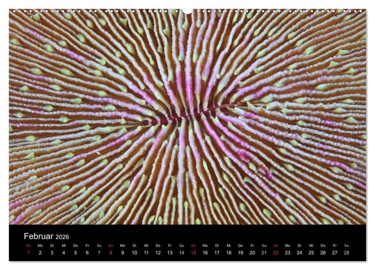 Produktbild: Magische Unterwasserwelten (Wandkalender 2026 DIN A2 quer), CALVENDO Monatskalender