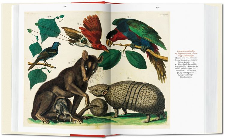 Produktbild: Seba. Cabinet of Natural Curiosities
