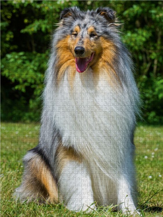 Produktbild: CALVENDO Puzzle Ein wundersch&ouml;ner Blue Merle Collie R&uuml;de 1000 Teile Lege-Gr&ouml;&szlig;e 48 x 64 cm Foto-Puzzle Bild von Sigrid Starick