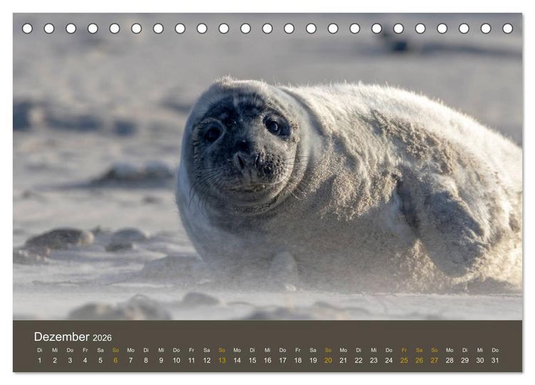 Produktbild: Robben auf der Helgol&auml;nder D&uuml;ne (Tischkalender 2026 DIN A5 quer), CALVENDO Monatskalender