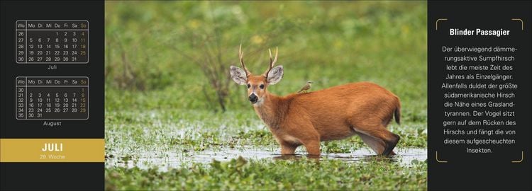 Produktbild: Naturparadiese Premium-Tischplaner 2027 - Wochenkalender mit 53 Fotografien