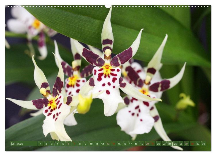 Produktbild: Orchid&eacute;es merveilleuses (Calendrier mural 2026 DIN A2 vertical), CALVENDO calendrier mensuel