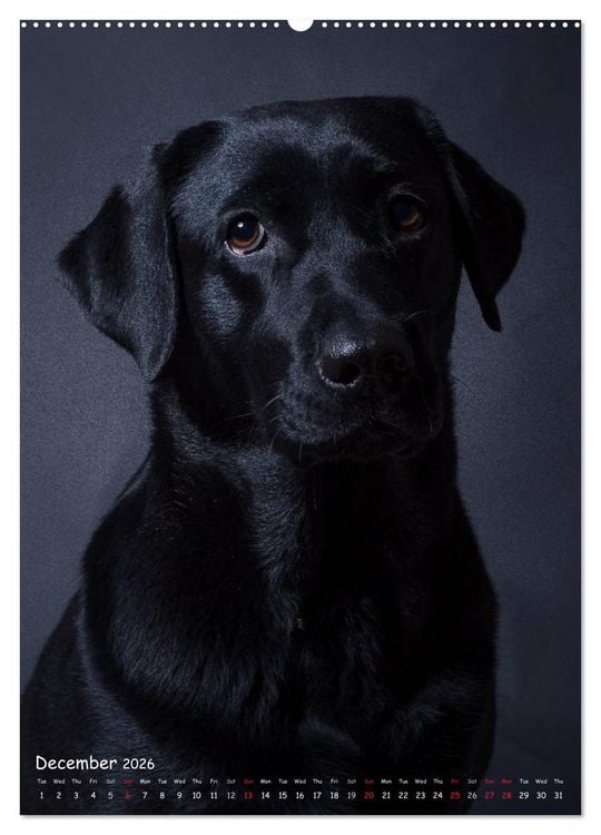 Produktbild: Dogs in Style (High Quality Premium Wall Calendar 2026 DIN A2 portrait),CALVENDO 12 Month Wall Calendar