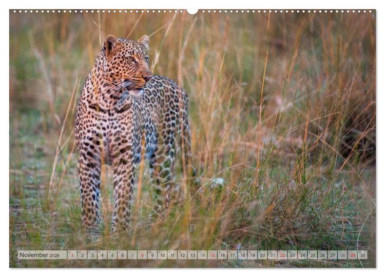 Produktbild: Emotionale Momente: Afrikas Big Five (Wandkalender 2026 DIN A2 quer), CALVENDO Monatskalender