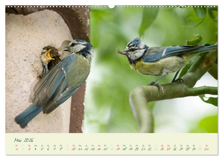 Produktbild: Elternzeit - das Familienleben der Blaumeisen (Wandkalender 2026 DIN A2 quer), CALVENDO Monatskalender