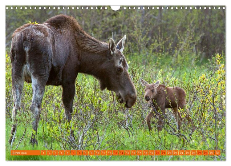 Produktbild: FIRST STEPS FOR BABY MOOSE (Wall Calendar 2026 DIN A3 landscape), CALVENDO 12 Month Wall Calendar
