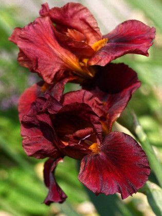 Produktbild: CALVENDO Puzzle Traumhafte Iris Bl&uuml;ten | 1000 Teile Lege-Gr&ouml;&szlig;e 64x48cm Foto-Puzzle f&uuml;r gl&uuml;ckliche Stunden