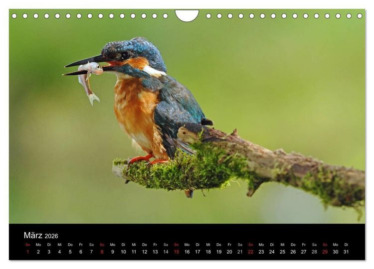 Produktbild: Der Eisvogel...fliegendes Juwel (Wandkalender 2026 DIN A4 quer), CALVENDO Monatskalender