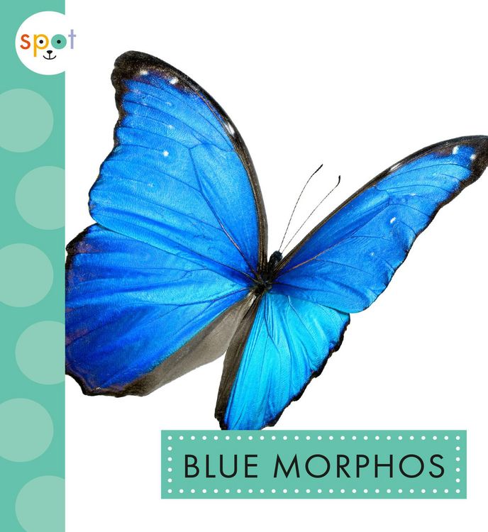 Produktbild: Blue Morphos