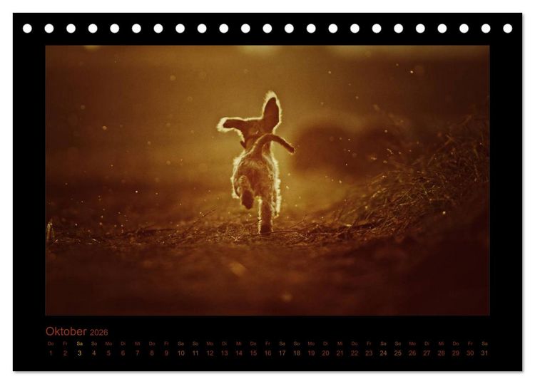 Produktbild: Elli Pirelli... aus dem Leben eines fr&ouml;hlichen Pinscher-Dackel-M&auml;dels (Tischkalender 2026 DIN A5 quer), CALVENDO Monatskalender