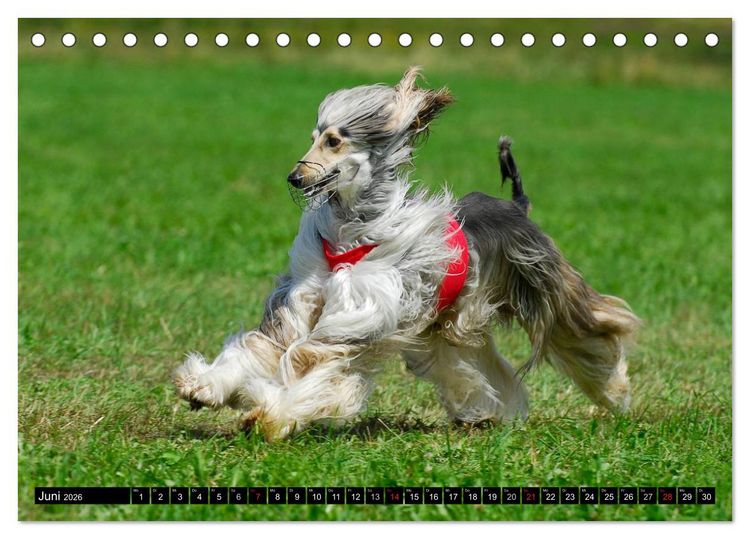 Produktbild: Kinder des Windes - Afghanischer Windhund (Tischkalender 2026 DIN A5 quer), CALVENDO Monatskalender