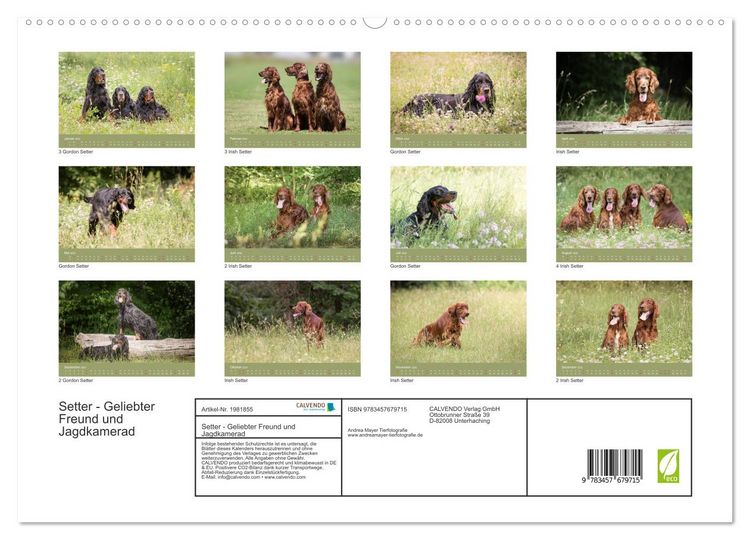 Produktbild: Setter - Geliebter Freund und Jagdkamerad (hochwertiger Premium Wandkalender 2026 DIN A2 quer), Kunstdruck in Hochglanz
