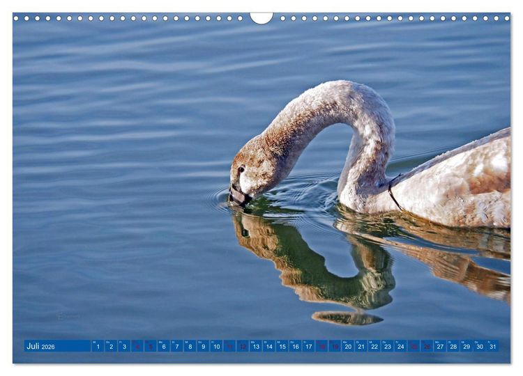 Produktbild: Steinhuder Meer, Vogel-Momente (Wandkalender 2026 DIN A3 quer), CALVENDO Monatskalender