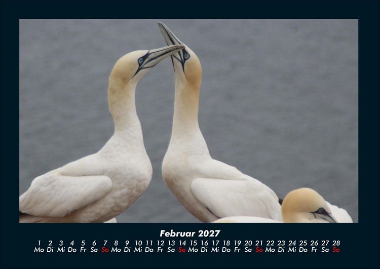 Produktbild: V&ouml;gel 2027 Fotokalender DIN A4