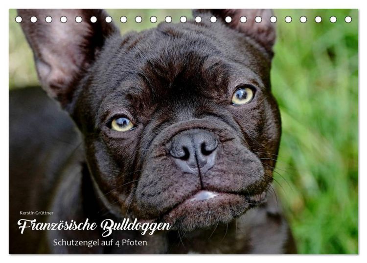 Produktbild: Franz&ouml;sische Bulldoggen - Schutzengel auf 4 Pfoten (Tischkalender 2026 DIN A5 quer), CALVENDO Monatskalender