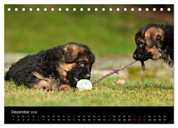 Produktbild: Deutscher Sch&auml;ferhund - Welpen (Tischkalender 2026 DIN A5 quer), CALVENDO Monatskalender