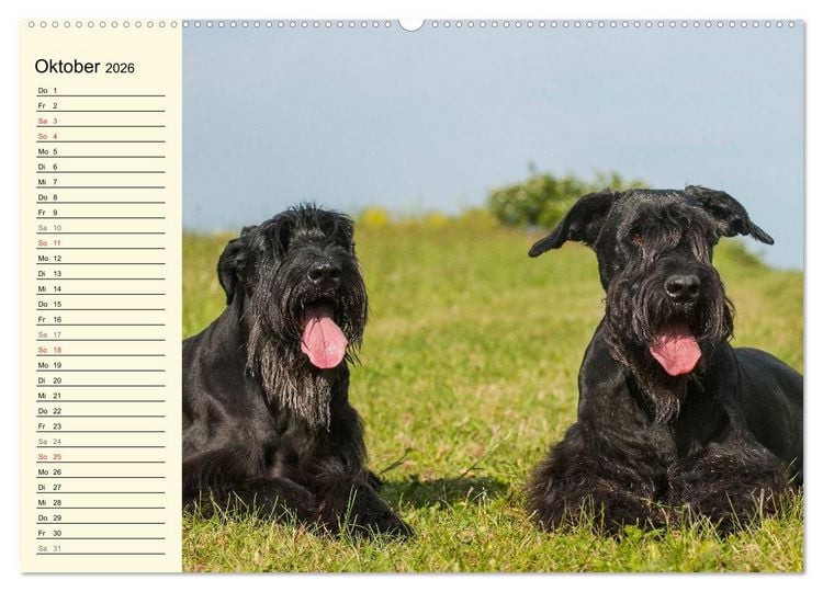 Produktbild: Treuer Freund Riesenschnauzer (hochwertiger Premium Wandkalender 2026 DIN A2 quer), Kunstdruck in Hochglanz