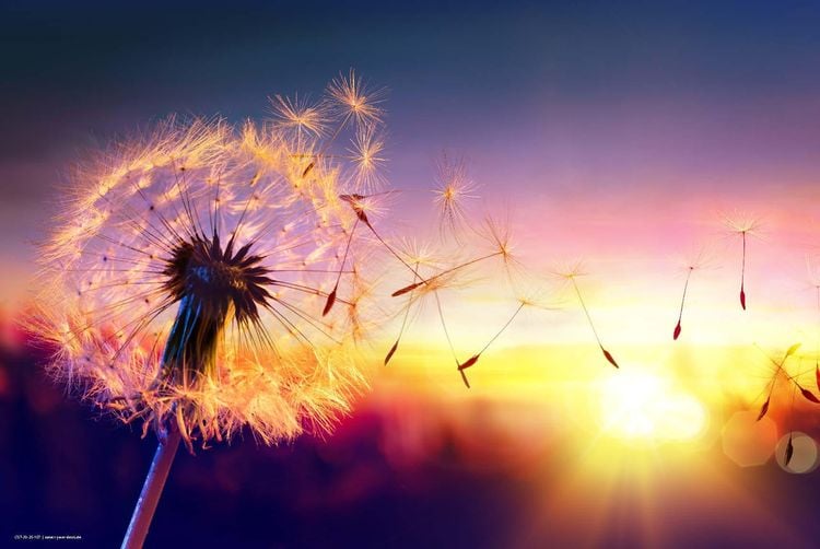 Produktbild: Cover-your-desk Schreibtischunterlage f&uuml;r Kinder und Erwachsene Pusteblume im Sonnenlicht, aus hochwertigem Vinyl , 60 x 40 cm