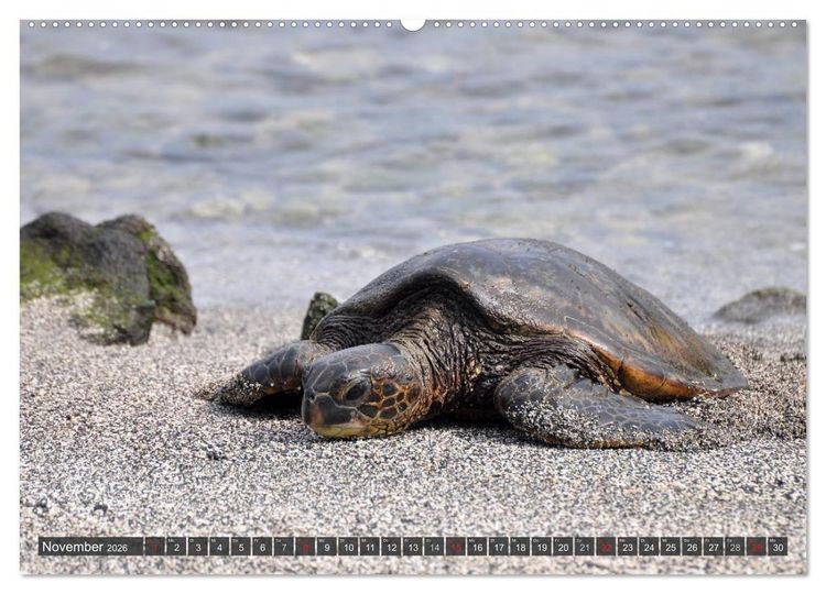 Produktbild: Wilde Fauna - Reptilien (Wandkalender 2026 DIN A2 quer), CALVENDO Monatskalender