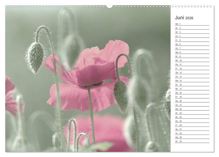 Produktbild: Blumenfreude Terminkalender (hochwertiger Premium Wandkalender 2026 DIN A2 quer), Kunstdruck in Hochglanz
