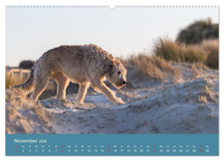 Produktbild: Irische Wolfshunde (hochwertiger Premium Wandkalender 2026 DIN A2 quer), Kunstdruck in Hochglanz