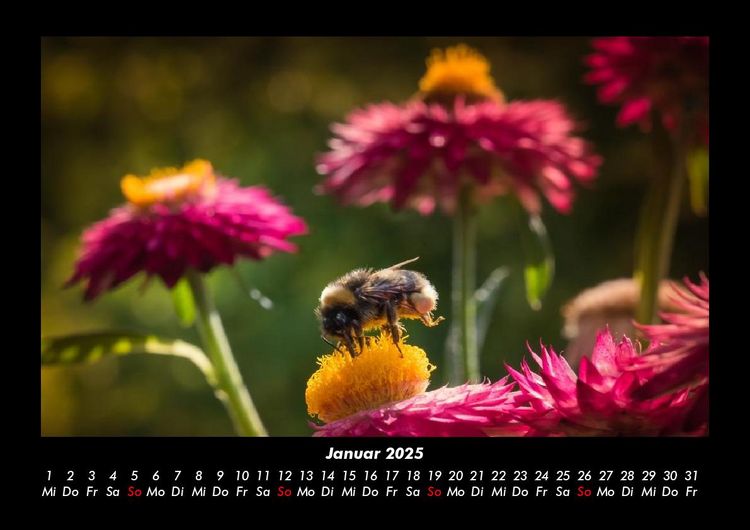 Produktbild: Bienen 2025 Fotokalender DIN A3
