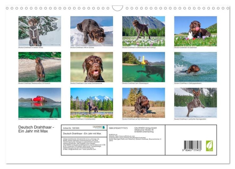 Produktbild: Deutsch Drahthaar - Ein Jahr mit Max (Wandkalender 2026 DIN A3 quer), CALVENDO Monatskalender