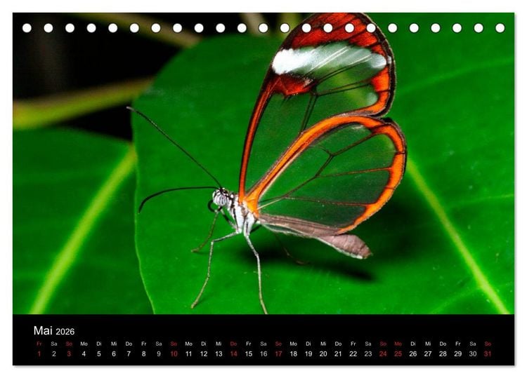 Produktbild: Schmetterlinge (Tischkalender 2026 DIN A5 quer), CALVENDO Monatskalender