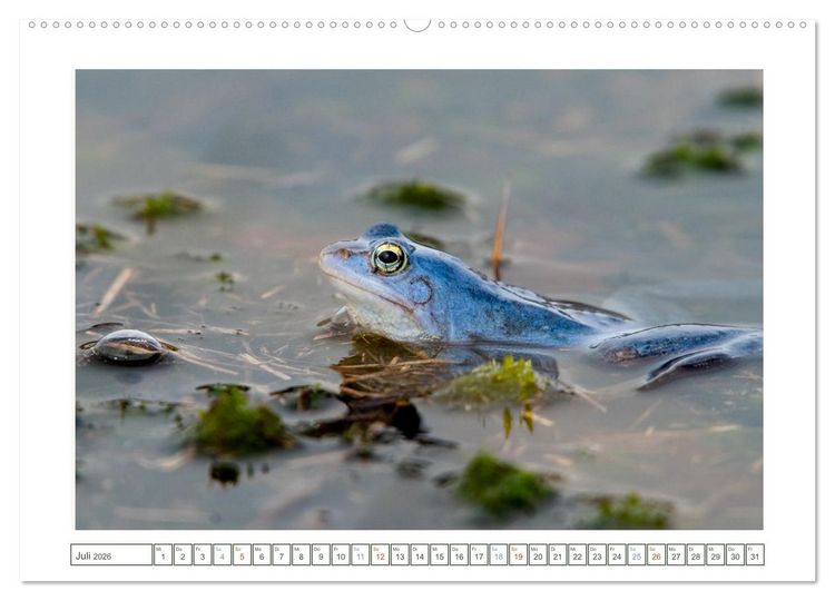 Produktbild: Wenn Fr&ouml;sche blau machen - das geheime Leben der Moorfr&ouml;sche von Tanja Riedel (Wandkalender 2026 DIN A2 quer), CALVENDO Monatskalender