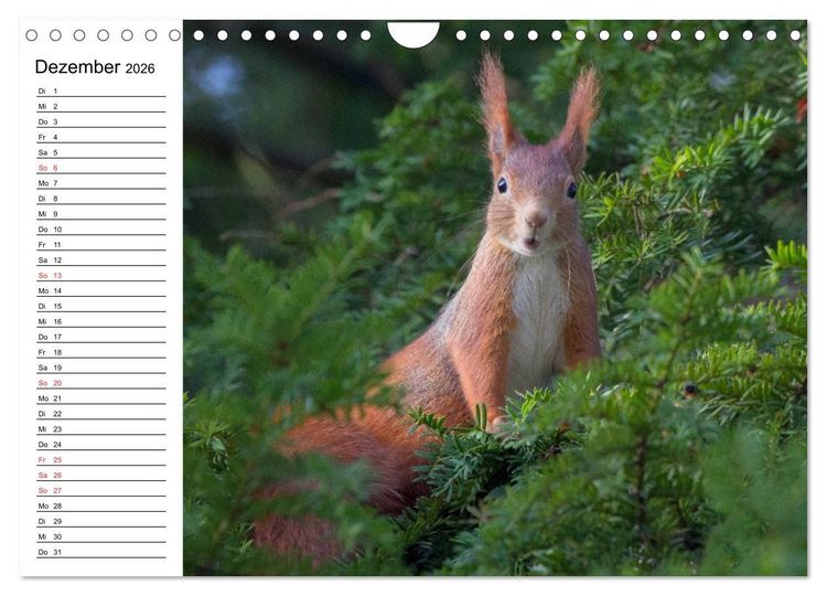Produktbild: Guck mal, ein Eichh&ouml;rnchen! (Wandkalender 2026 DIN A4 quer), CALVENDO Monatskalender