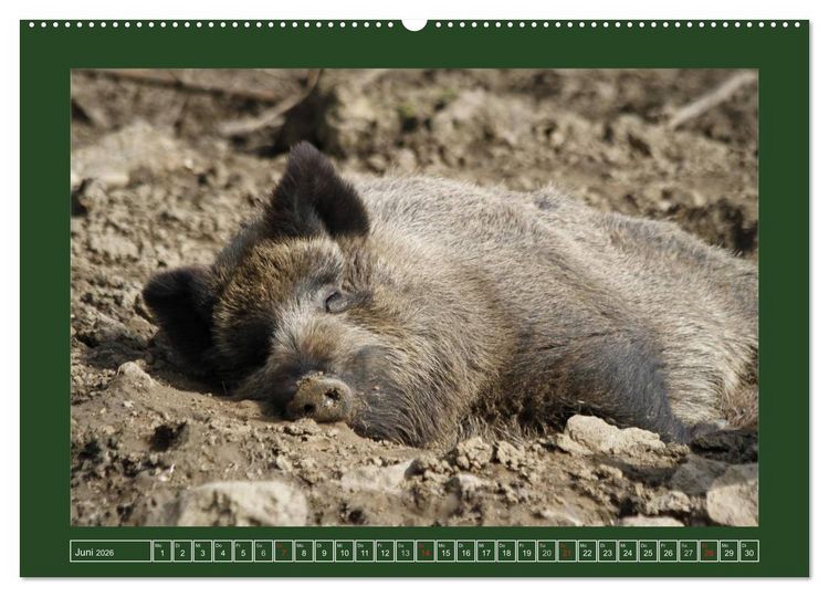 Produktbild: Schweinkram - Die Wildschweine sind los (hochwertiger Premium Wandkalender 2026 DIN A2 quer), Kunstdruck in Hochglanz
