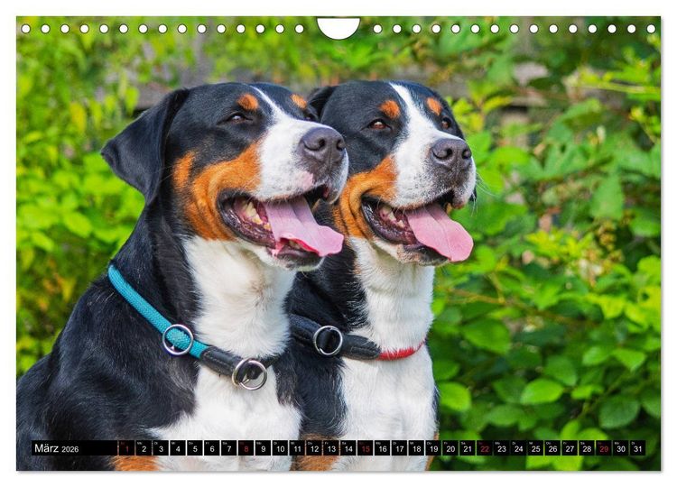 Produktbild: Ein Hund zum Verlieben - Gro&szlig;er Schweizer Sennenhund (Wandkalender 2026 DIN A4 quer), CALVENDO Monatskalender