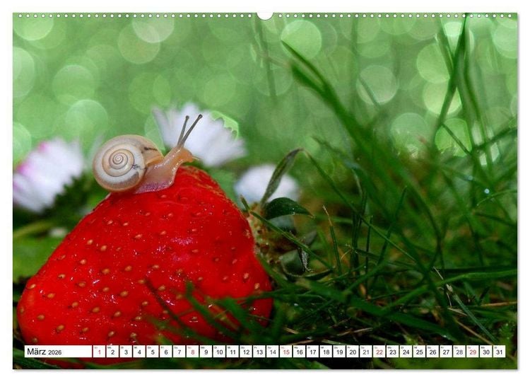 Produktbild: Schnecken. Witzige Schleimer (hochwertiger Premium Wandkalender 2026 DIN A2 quer), Kunstdruck in Hochglanz