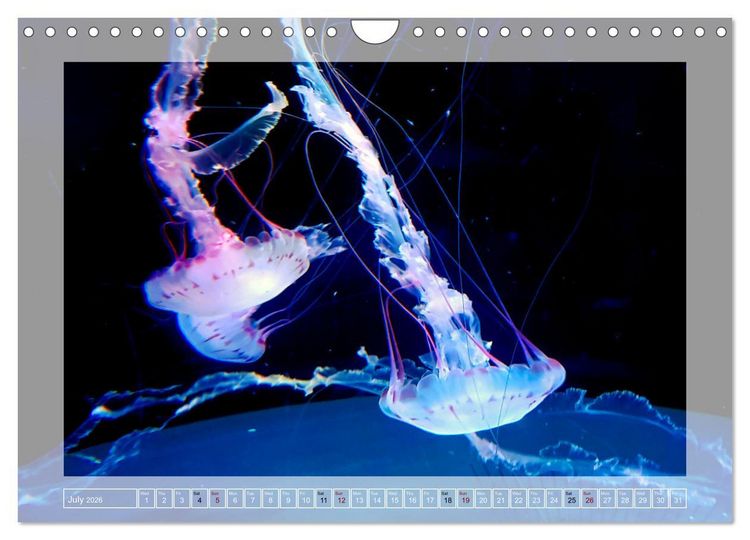 Produktbild: In the world of the medusae (Wall Calendar 2026 DIN A4 landscape), CALVENDO 12 Month Wall Calendar