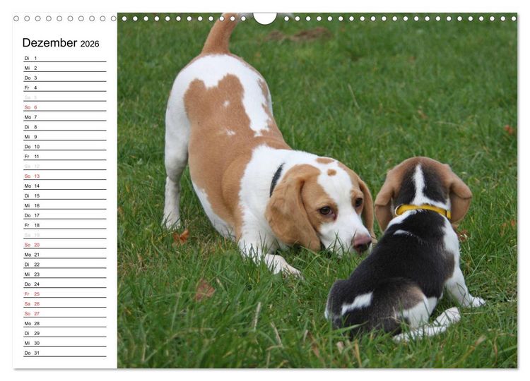 Produktbild: DER BEAGLEige TERMINPLANER (Wandkalender 2026 DIN A3 quer), CALVENDO Monatskalender