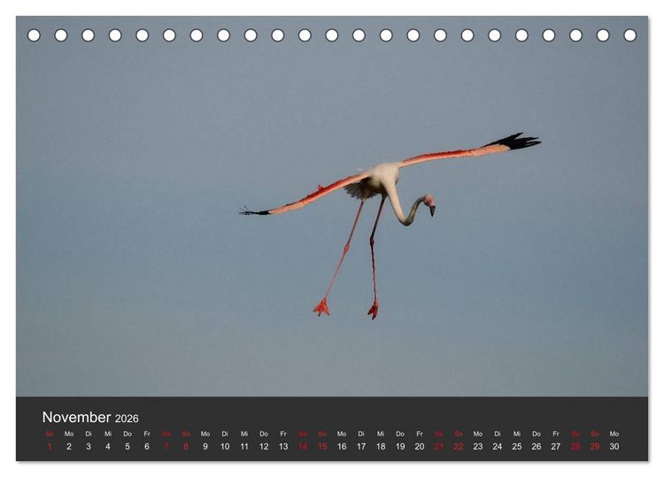 Produktbild: Pretty Flamingo (Tischkalender 2026 DIN A5 quer), CALVENDO Monatskalender