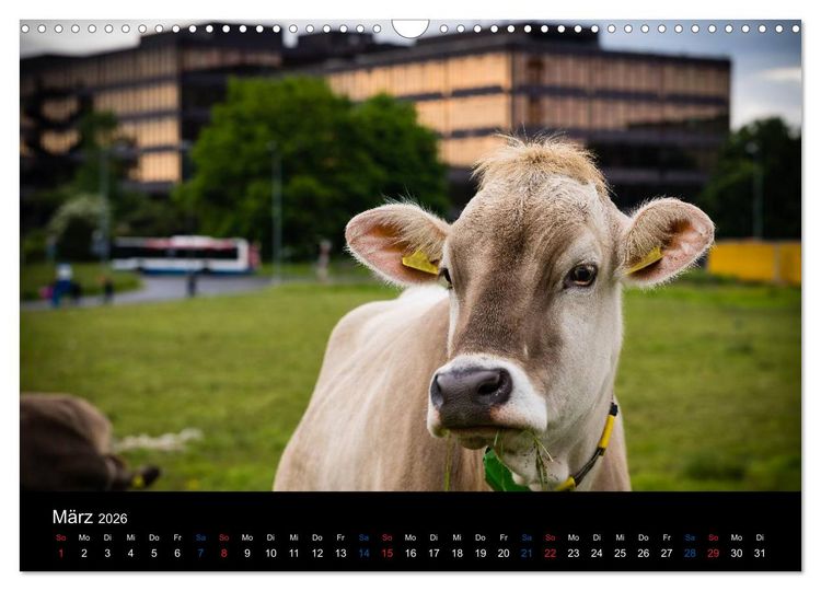 Produktbild: Z&Uuml;RICH - Little Big City (Wandkalender 2026 DIN A3 quer), CALVENDO Monatskalender